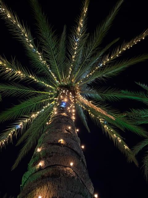 Palm tree with lights